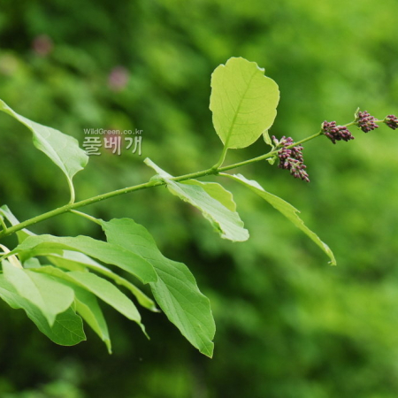 꽃개회나무(Syringa villosa Vahl subsp. wolfii (C.K.Schneid.) Y.Chen & D.Y.Hong) : 통통배