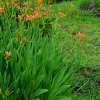 범부채(Iris domestica (L.) Goldblatt & Mabb.) : 塞翁之馬