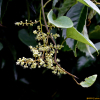 방기(Sinomenium acutum (Thunb.) Rehder & E.H.Wilson) : 오솔