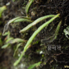우단일엽(Pyrrosia linearifolia (Hook.) Ching) : 통통배