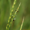 쇠치기풀(Hemarthria sibirica (Gand.) Ohwi) : 무심거사