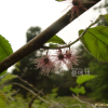 닥나무(Broussonetia × hanjiana M.Kim) : 산들꽃