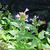 개박하(Nepeta cataria L.) : 산들꽃