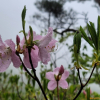 철쭉(Rhododendron schlippenbachii Maxim.) : 벼루