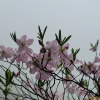 철쭉(Rhododendron schlippenbachii Maxim.) : 벼루