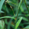 끈끈이여뀌(Persicaria viscofera (Makino) H.Gross) : habal