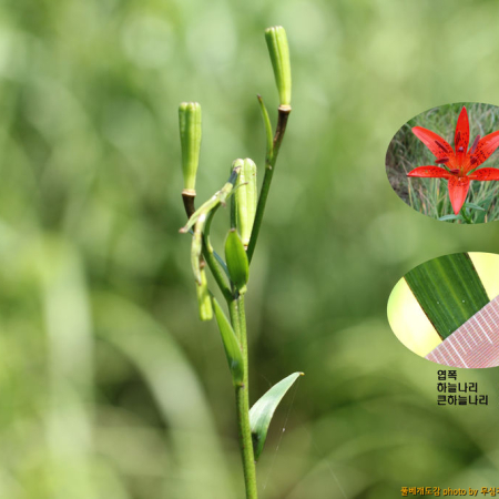 큰하늘나리(Lilium concolor var. megalanthum Wang & Tang) : 무심거사