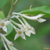 보리수나무(Elaeagnus umbellata Thunb.) : 필릴리