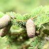 가문비나무(Picea jezoensis (Siebold & Zucc.) Carriere) : 산들꽃
