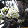 자두나무(Prunus salicina Lindl.) : 통통배