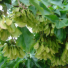 중국단풍(Acer buergerianum Miq.) : 현촌