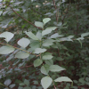 참빗살나무(Euonymus hamiltonianus Wall.) : 산들꽃