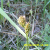 좀보리사초(Carex pumila Thunb.) : 현촌