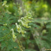 괴불주머니(Corydalis pallida (Thunb.) Pers.) : 산들꽃
