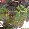 새끼꿩의비름(Hylotelephium viviparum (Maxim.) H.Ohba) : 통통배