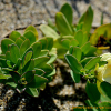 해란초(Linaria japonica Miq.) : 晴嵐