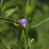 동부(Vigna unguiculata (L.) Walp.) : 들국화