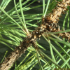 테에다소나무(Pinus taeda L.) : 설뫼*