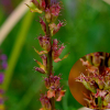 부처꽃(Lythrum salicaria L. subsp. anceps (Koehne) H.Hara) : 박용석