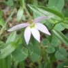 수염가래꽃(Lobelia chinensis Lour.) : 벼루