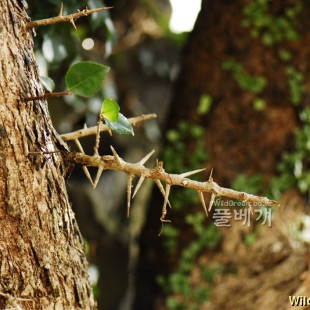 산유자나무(Xylosma japonica (Thunb.) A.Gray ex H.Ohashi) : 통통배