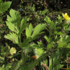 개구리미나리(Ranunculus tachiroei Franch. & Sav.) : 바지랑대