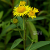 금불초(Inula japonica Thunb.) : habal