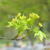 고로쇠나무(Acer pictum Thunb. var. mono (Maxim.) Maxim. ex Franch.) : 별꽃