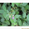 나비나물(Vicia unijuga A.Braun) : 꽃사랑