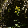 미역취(Solidago virgaurea L. subsp. asiatica (Nakai ex H.Hara) Kitam. ex H.Hara) : 塞翁之馬