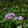 앵초(Primula sieboldii E.Morren) : 김새벽