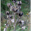 미국부용(Hibiscus oculiroseus Briton) : 塞翁之馬