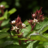 곰딸기(Rubus phoenicolasius Maxim.) : 여울목