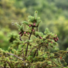 가문비나무(Picea jezoensis (Siebold & Zucc.) Carriere) : 청암