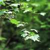 꼬리까치밥나무(Ribes komarovii Pojark.) : 벼루
