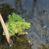 생이가래(Salvinia natans (L.) All.) : 통통배