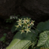 앵초(Primula sieboldii E.Morren) : 김새벽