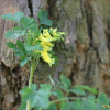 괴불주머니(Corydalis pallida (Thunb.) Pers.) : 산들꽃