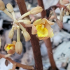으름난초(Cyrtosia septentrionalis (Rchb.f.) Garay) : 고들빼기