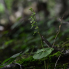 쌍잎난초(Neottia puberula (Maxim.) Szlach.) : 통통배