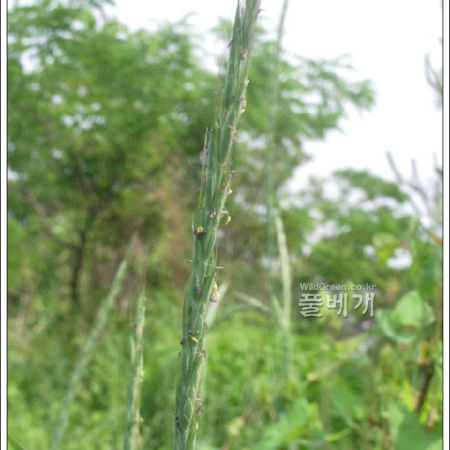 속털개밀(Elymus ciliaris (Trin. ex Bunge) Tzvelev) : 추풍