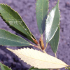 개가시나무(Quercus gilva Blume) : 무심거사