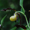 노랑복주머니란(Cypripedium calceolus L.) : 들국화