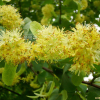 털피나무(Tilia rufa Nakai) : 꽃사랑