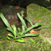 우단일엽(Pyrrosia linearifolia (Hook.) Ching) : 통통배