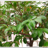 비쭈기나무(Cleyera japonica Thunb.) : 봄까치꽃
