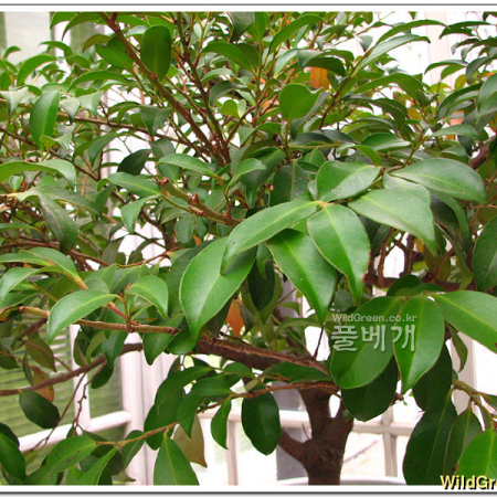 비쭈기나무(Cleyera japonica Thunb.) : 추풍