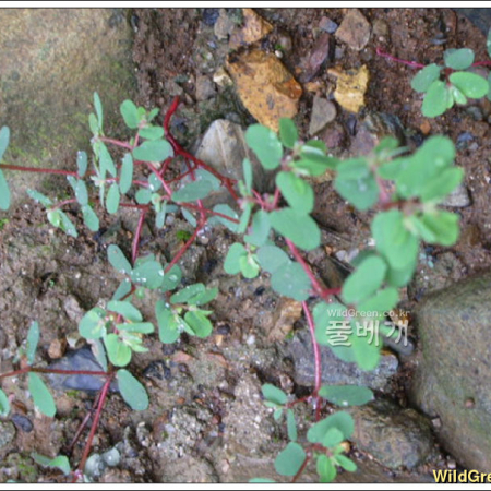 땅빈대(Euphorbia humifusa Willd. ex Schltdl.) : 추풍