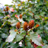 개박달나무(Betula chinensis Maxim.) : 설뫼*