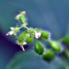 쇠털이슬(Circaea cordata Royle) : 무심거사